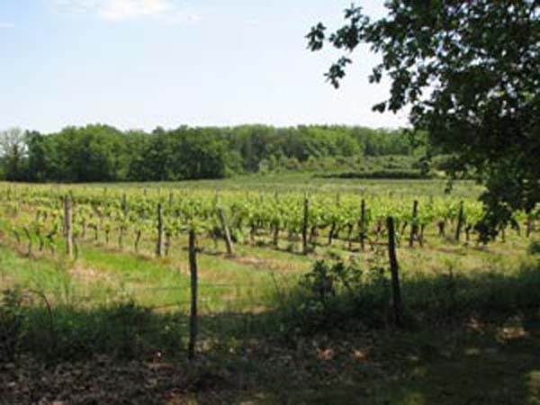 Les-vignes